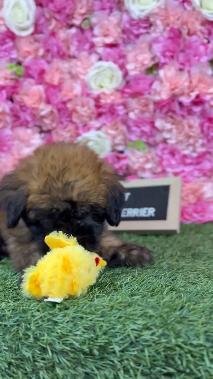 Female Soft Coated Wheaten Terrier puppy named Triscuit for sale at Pet Express Braintree. video thumbnail