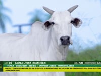 Lote 09
