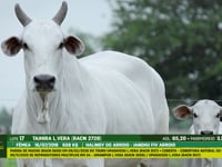 Lote 17