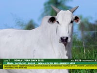Lote 11