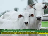Lote 19
