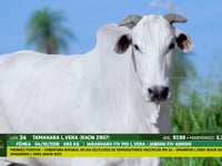 Lote 24