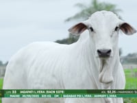 Lote 33