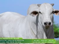Lote 23