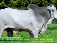 Lote 22