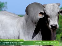Lote 24