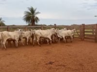 Lote 50
