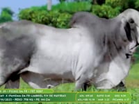 Lote 25