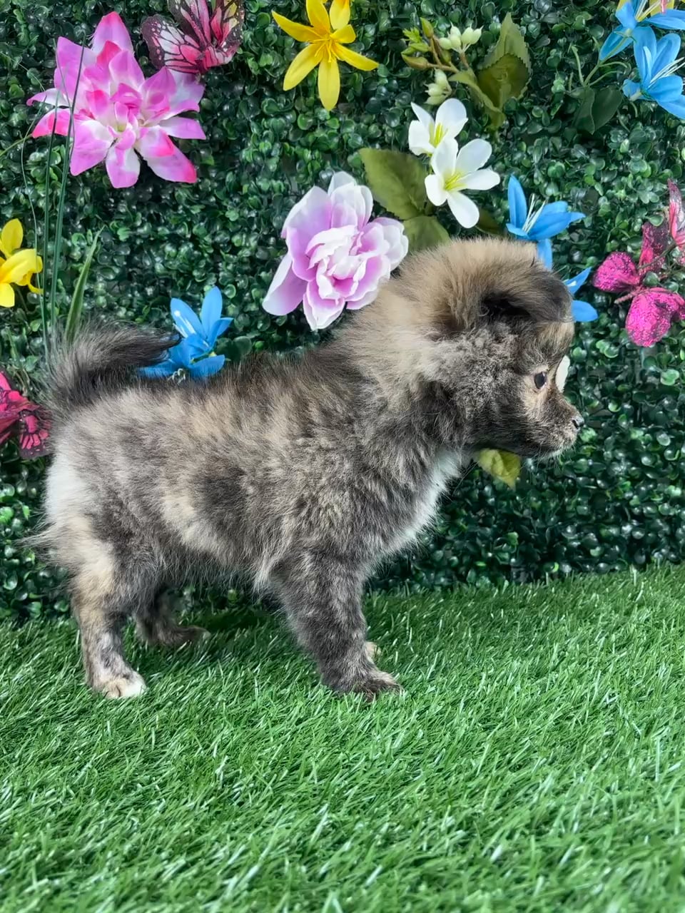 Male Pomchi puppy named Bentley for sale at Puppy Dreams - Junction City. video thumbnail