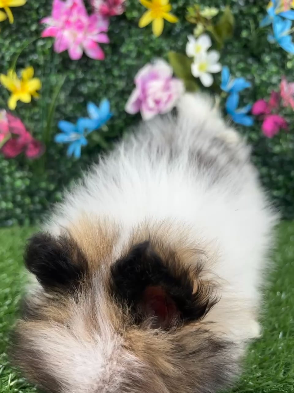 Male Pomeranian puppy named Tofu for sale at Puppy Dreams - Wichita West. video thumbnail