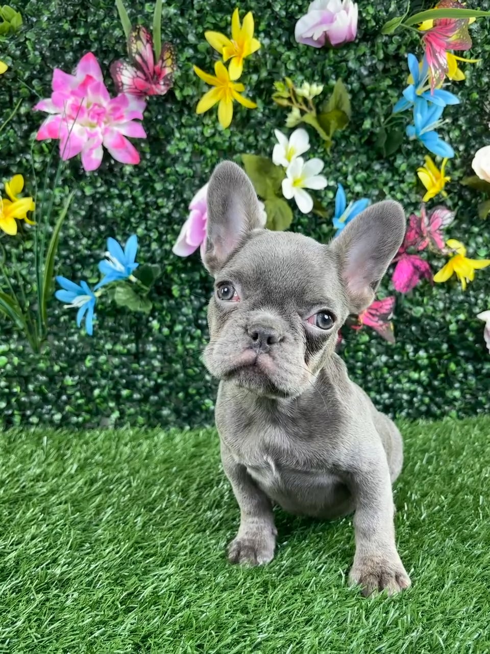 Female French Bulldog puppy named Macaron for sale at Puppy Dreams - Wichita West. video thumbnail