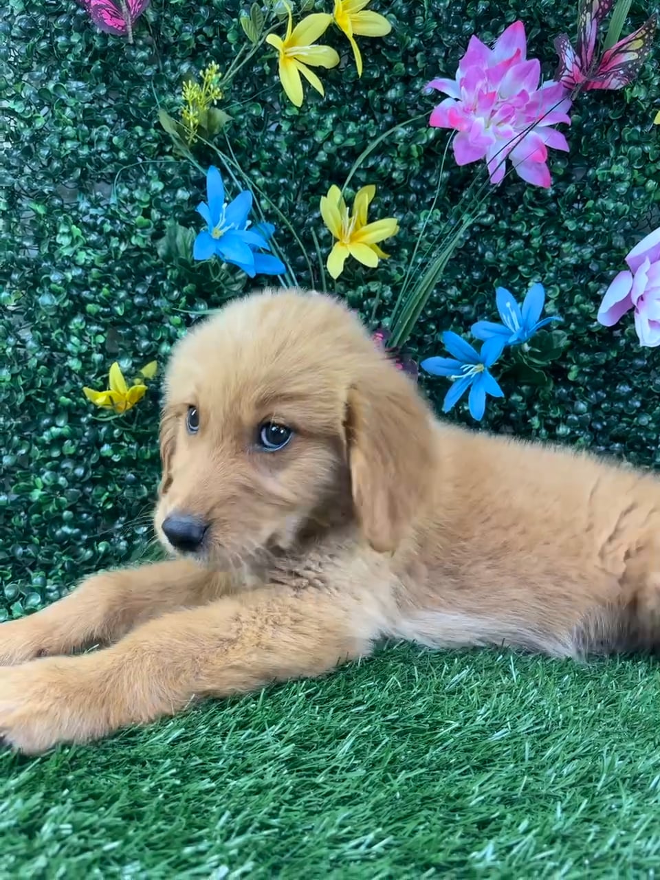 Male Golden Retriever puppy named Tucker for sale at Puppy Dreams - Junction City. video thumbnail