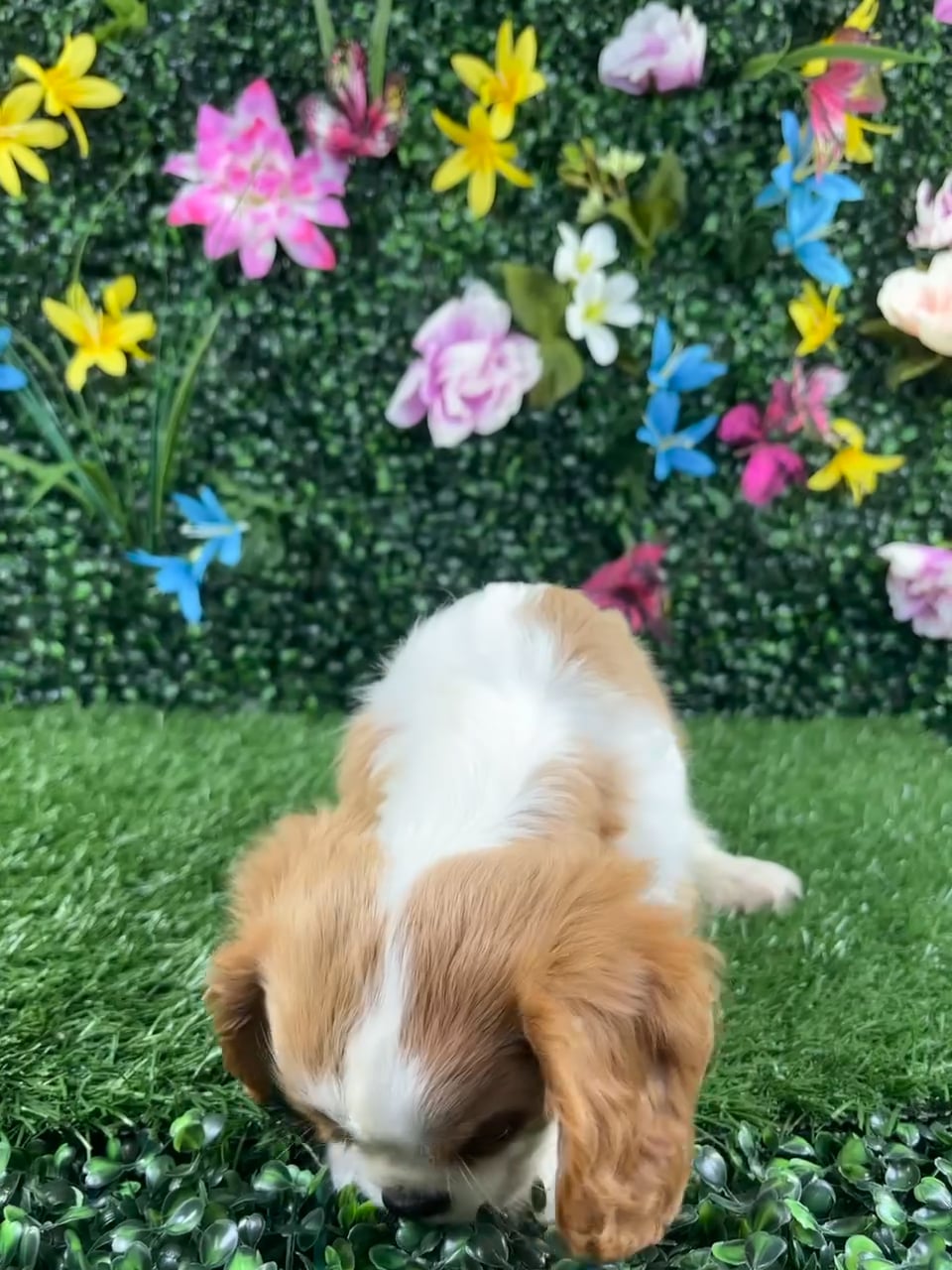 Male Cavalier King Charles Spaniel puppy named Croissant for sale at Puppy Dreams - Wichita West. video thumbnail