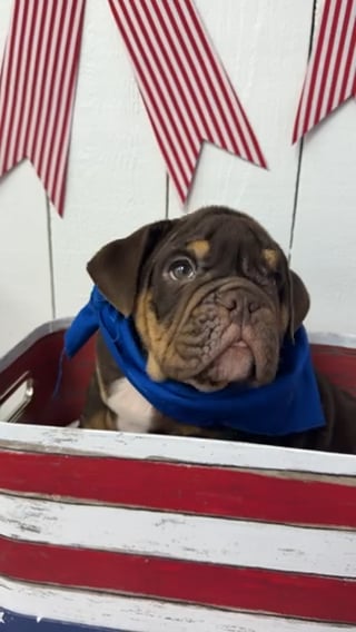 Male English Bulldog puppy named Hershey for sale at Puppy Dreams Puyallup. video thumbnail
