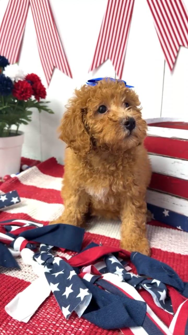 Female Mini Poodle puppy named Jam for sale at Puppy Dreams Puyallup. video thumbnail