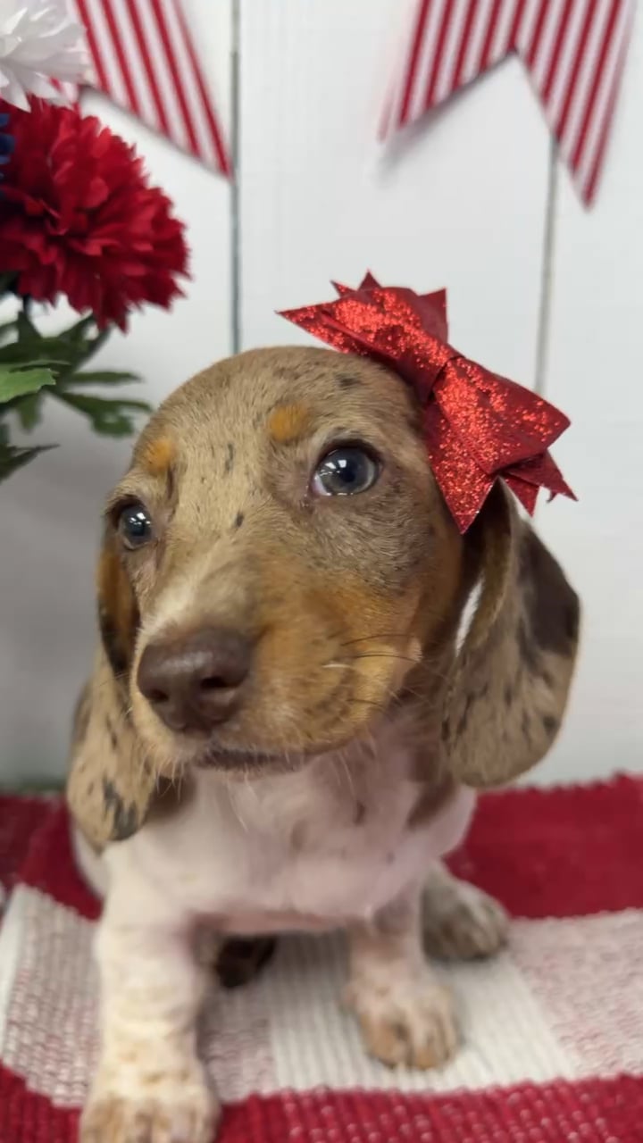 Female Dachshund puppy named Wren for sale at Puppy Dreams Puyallup. video thumbnail