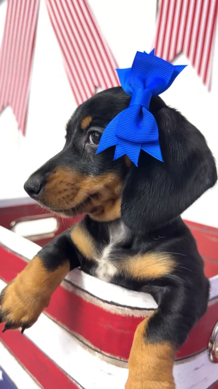 Female Dachshund puppy named Ivy for sale at Puppy Dreams Puyallup. video thumbnail