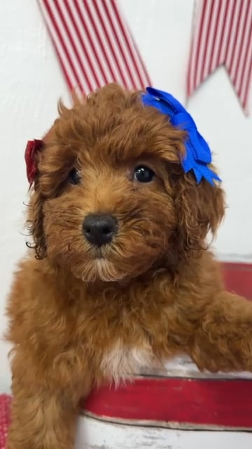 Female Mini Poodle puppy named Butter for sale at Puppy Dreams Puyallup. video thumbnail