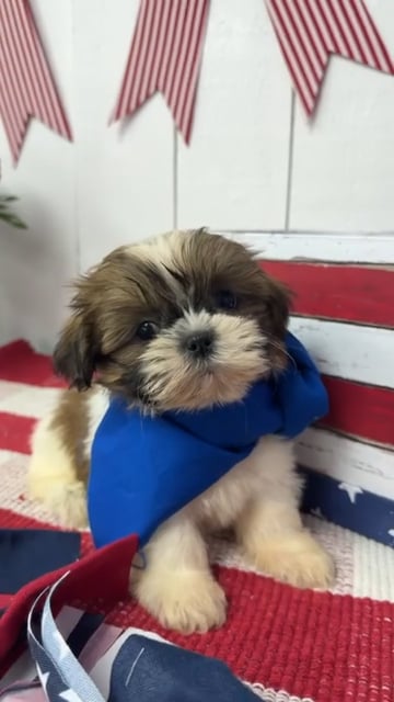 Male Shih Tzu puppy named Espresso for sale at Puppy Dreams Puyallup. video thumbnail