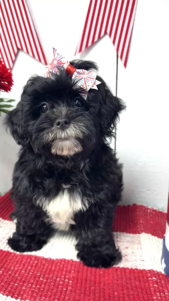 Female Shipoo puppy named Pepper for sale at Puppy Dreams Puyallup. video thumbnail