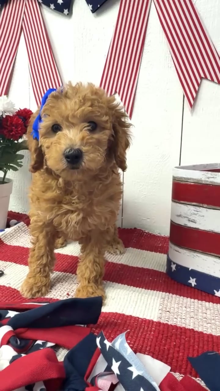 Female Mini Goldendoodle puppy named Maple for sale at Puppy Dreams Puyallup. video thumbnail
