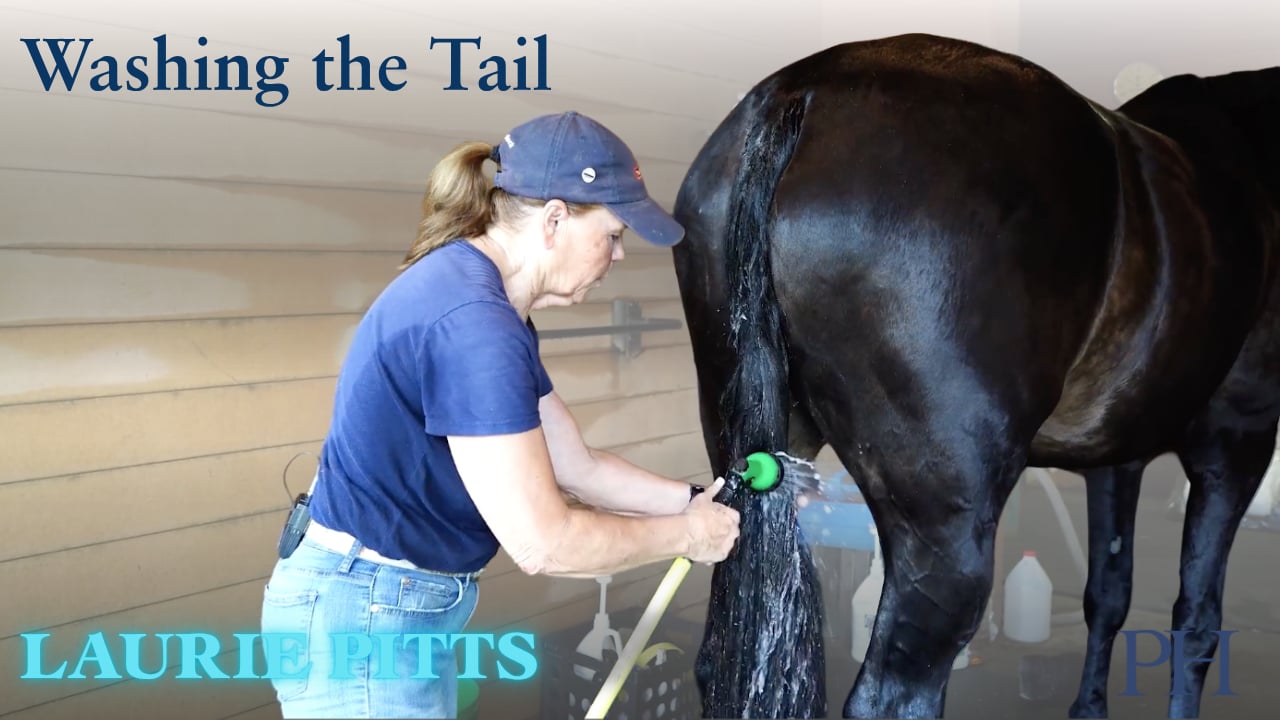 Washing the Tail | Laurie Pitts