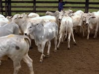 Lote 30
