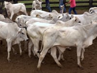 Lote 32