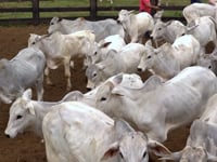 Lote 33