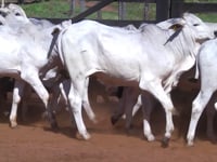 Lote 41