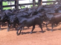 Lote 42