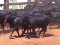 Lote 43
