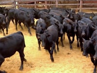 Lote 65
