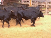 Lote 64