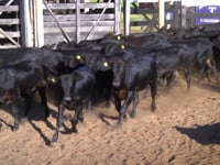 Lote 46
