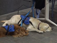L'Escala començarà una prova pilot amb gossos per a nens i nenes amb TEA
