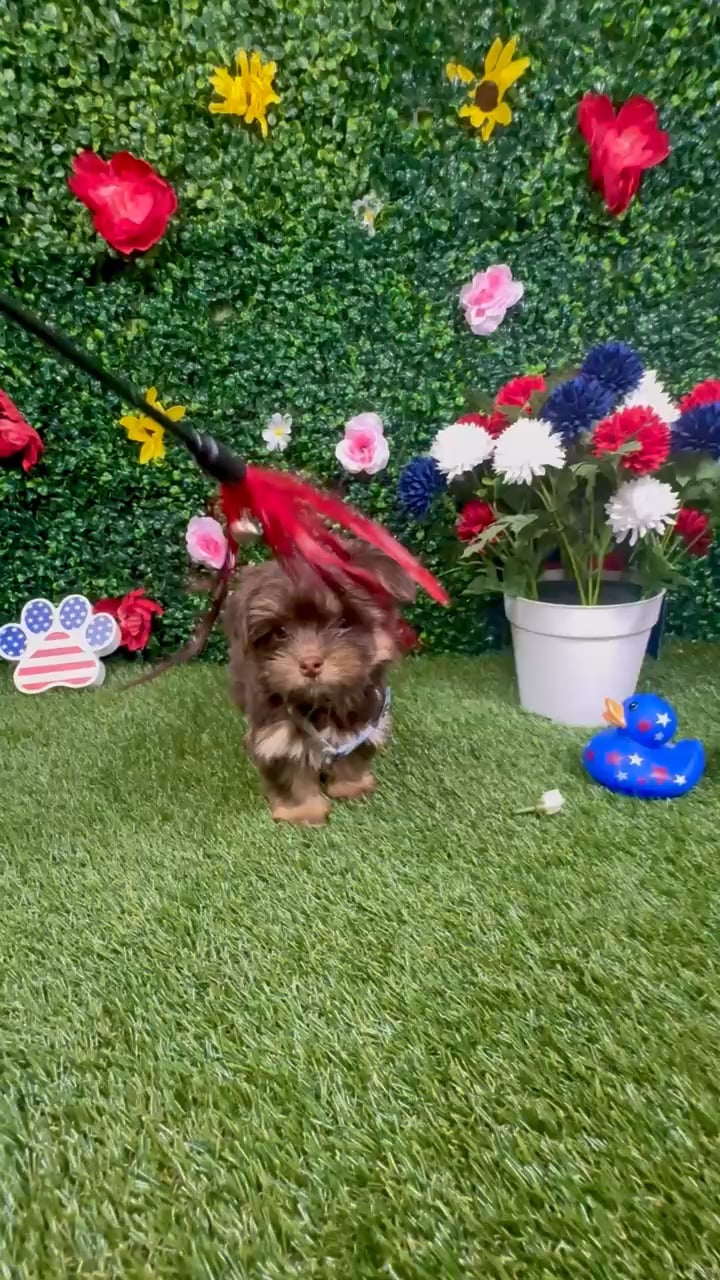 Male Havashire puppy named Phillipe for sale at Puppy Dreams - Round Rock. video thumbnail