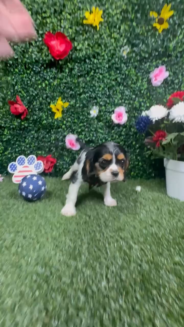 Male Cavalier King Charles Spaniel puppy named Leroy for sale at Puppy Dreams - Round Rock. video thumbnail