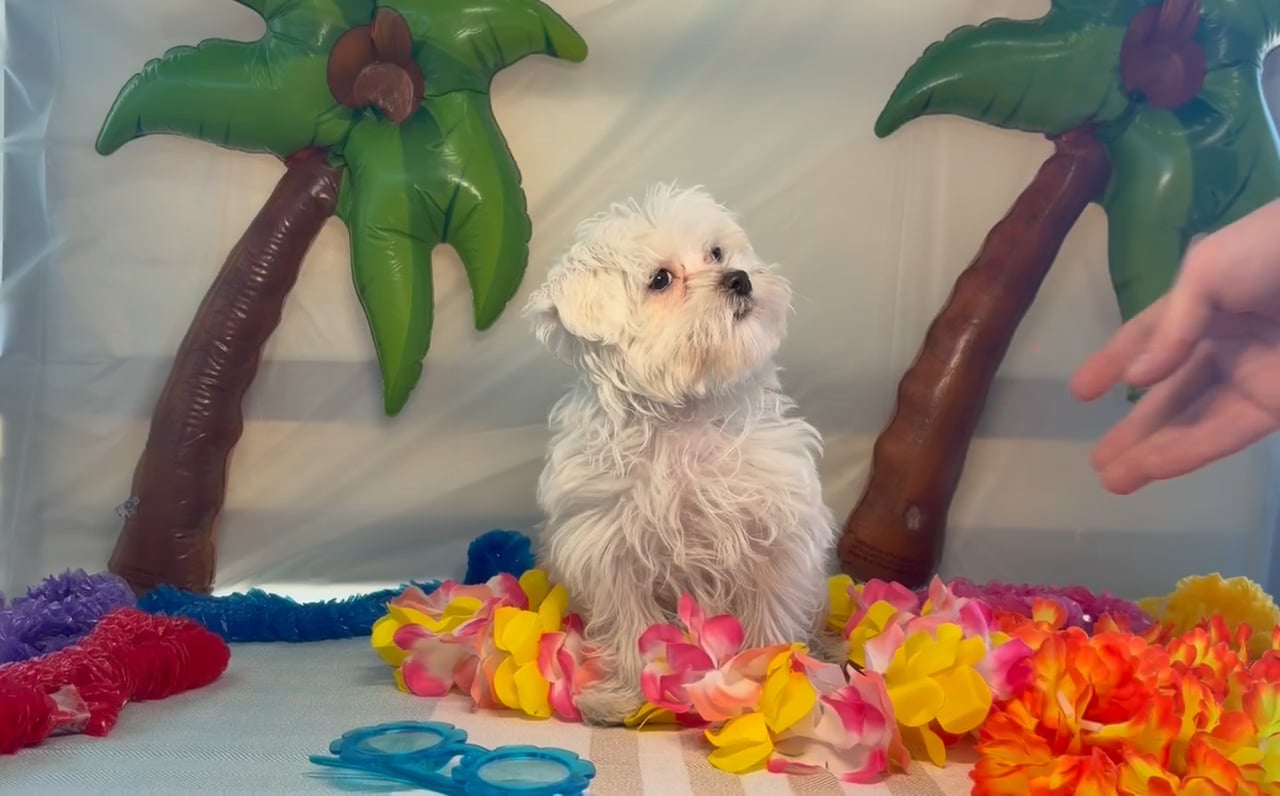 Male Maltese puppy named Louie for sale at Puppy Dreams - Idaho. video thumbnail