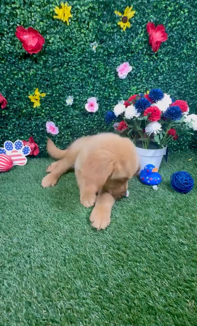 Male Golden Retriever puppy named Cooper for sale at Puppy Dreams - Round Rock. video thumbnail
