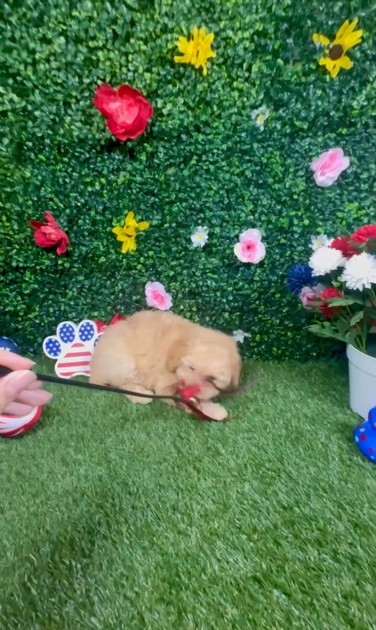 Female Mini Poodle puppy named Jade for sale at Puppy Dreams - Round Rock. video thumbnail