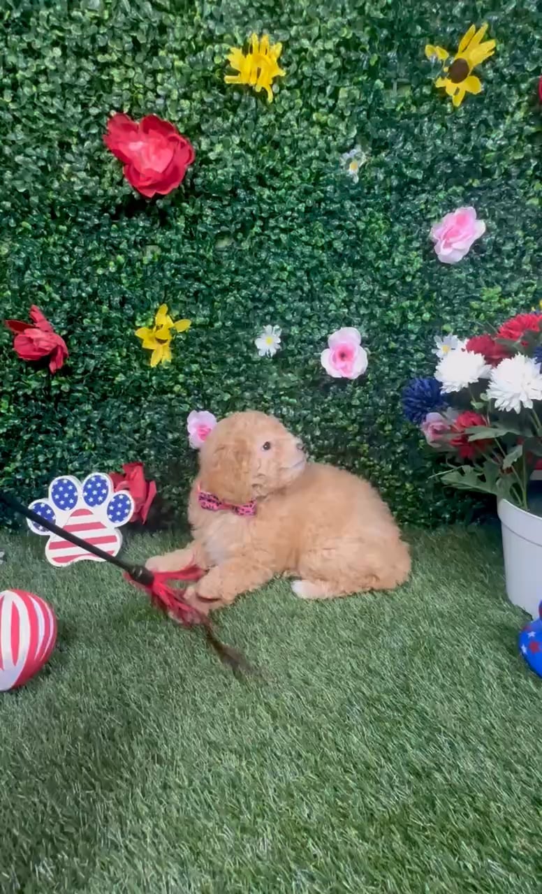 Female Mini Poodle puppy named Ruby for sale at Puppy Dreams - Round Rock. video thumbnail