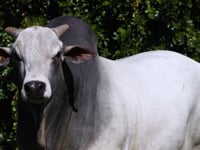Lote 76
