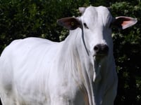 Lote 79