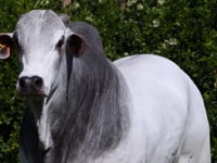 Lote 78