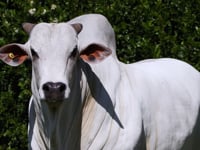 Lote 80