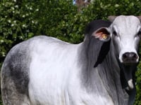 Lote 84