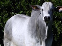 Lote 85