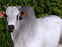 Lote 87