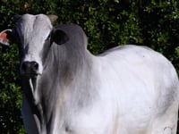 Lote 95